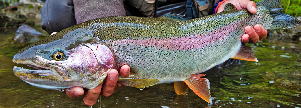 5 Best Flies For Salmon River Fly Fishing 2021 - Idaho River Adventures